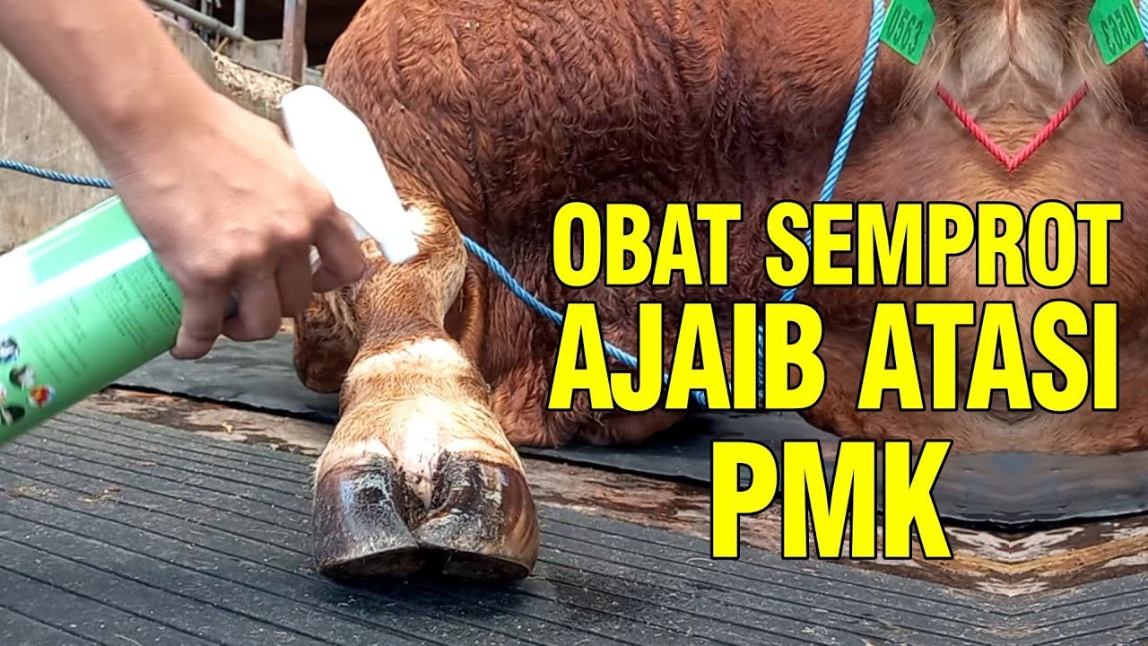 
                                 Obat-Semprot-Sapi-PMK-Zepa-Aman-Praktis